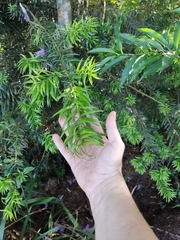Angiospermae