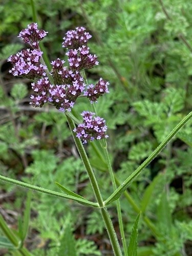 Verbena bonariensis image