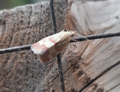 Tegostoma baphialis