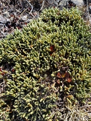 Kelleria dieffenbachii