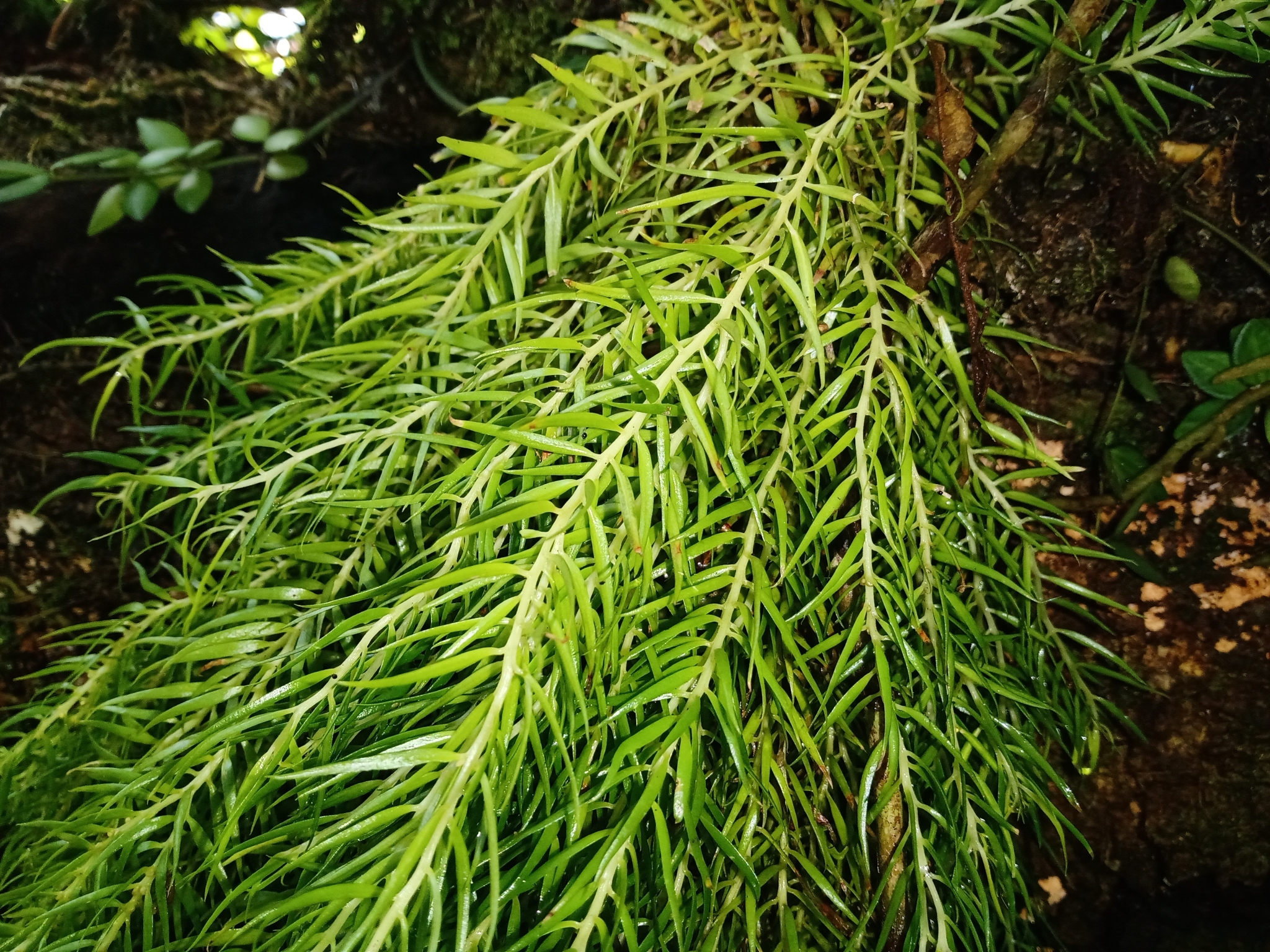 Phlegmariurus taxifolius