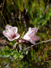Lobostemon glaucophyllus