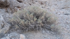 Angiospermae