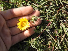 Grindelia scorzonerifolia