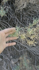 Angiospermae
