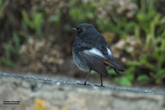 Phoenicurus ochruros