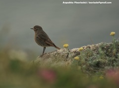 Phoenicurus ochruros