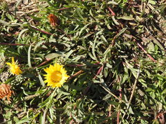 Grindelia scorzonerifolia