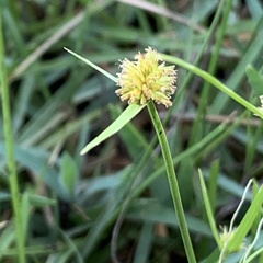 Cyperus erectus
