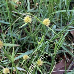 Cyperus erectus