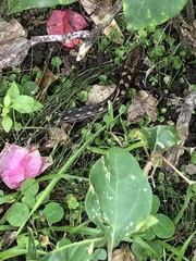 Alsophis rufiventris