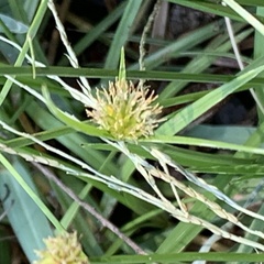 Cyperus erectus