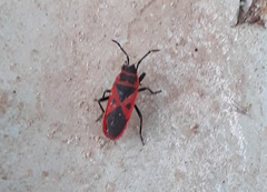 Scantius aegyptius