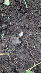 Phyllophaga spinitarsis