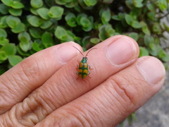 Diabrotica sexmaculata