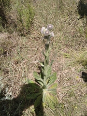 Stenachaenium riedelii