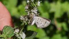 Zizeeria karsandra