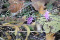 Centaurea majorovii