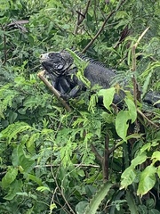 Iguana iguana melanoderma