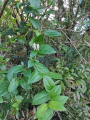 Angiospermae