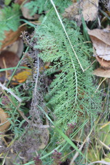 Achillea nobilis