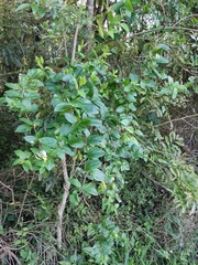 Angiospermae