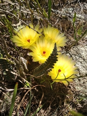 Parodia concinna
