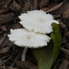 Leucocoprinus cretaceus