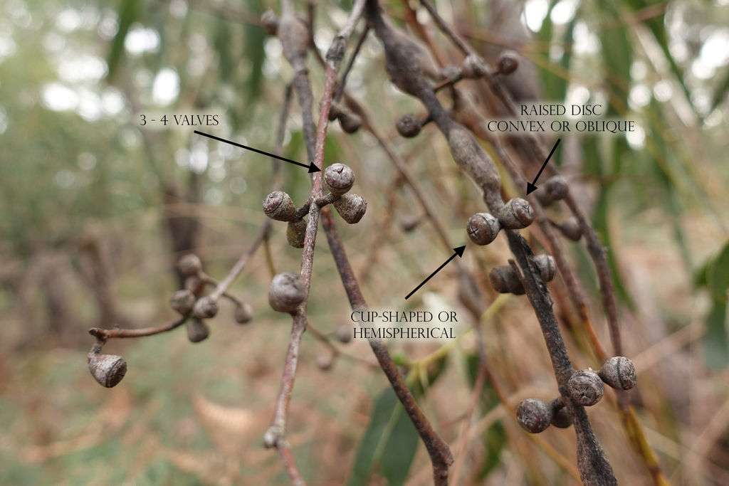 Maidenaria Gums