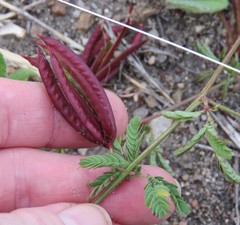 Desmanthus acuminatus