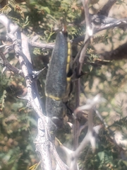 Hippomelas planicauda