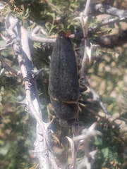 Hippomelas planicauda