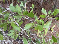 Crataegus michauxii