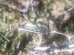 Hippomelas planicauda