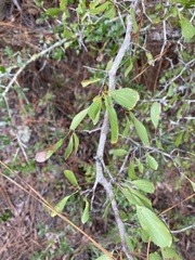 Crataegus michauxii