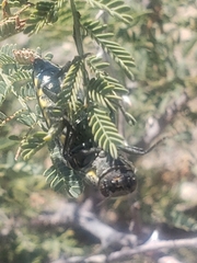 Hippomelas planicauda