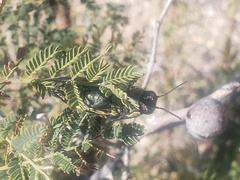 Hippomelas planicauda