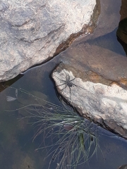 Trechaleoides biocellata
