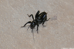 Stenopelmatus minor