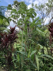 Heliocarpus americanus