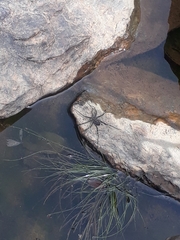 Trechaleoides biocellata