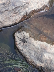 Trechaleoides biocellata