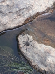 Trechaleoides biocellata