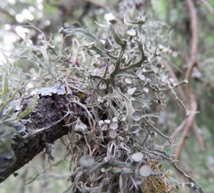 Ramalina stenospora