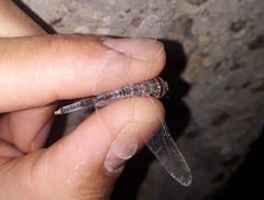 Selysiothemis nigra