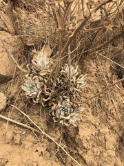 Dudleya virens