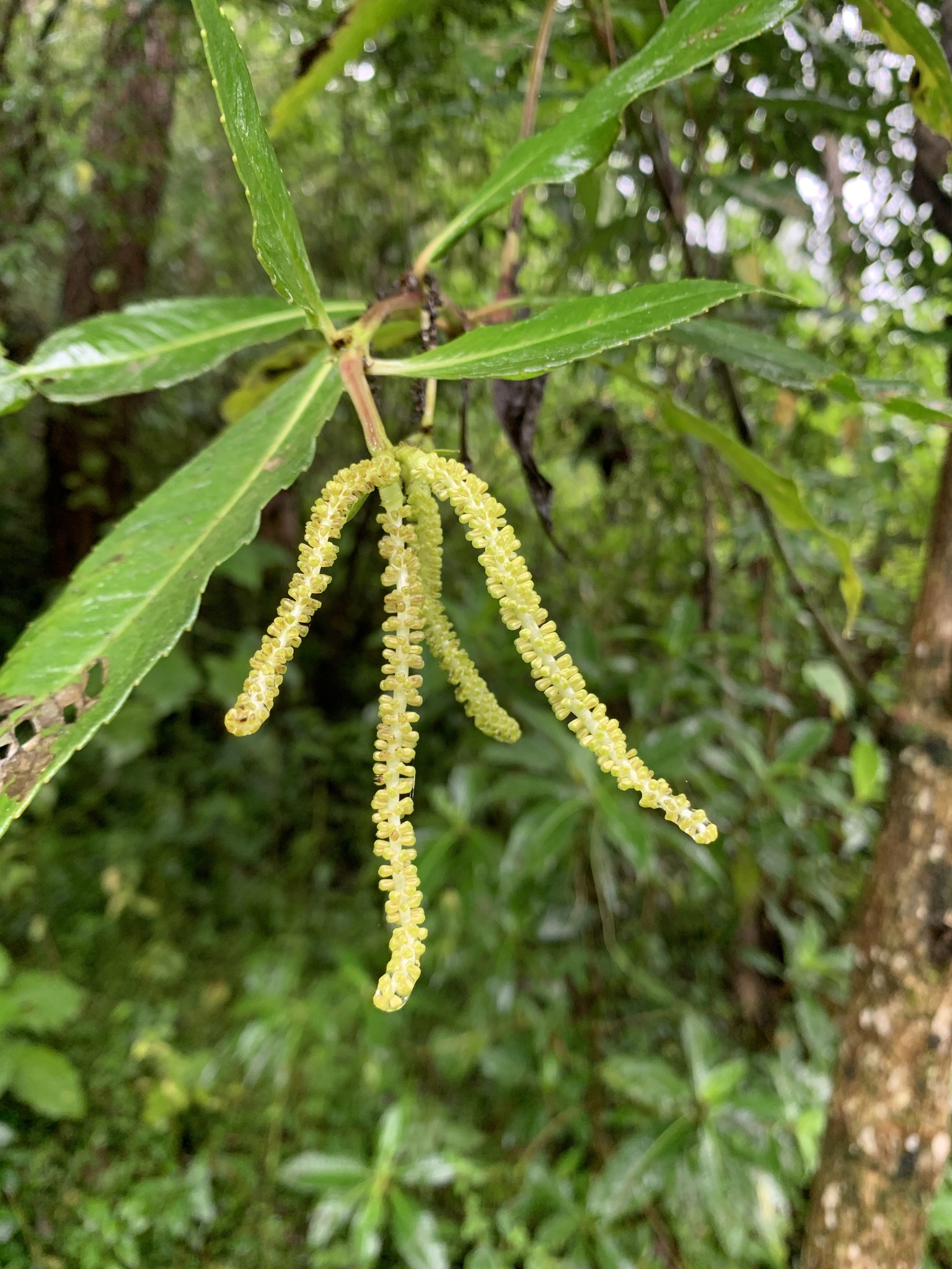Hedyosmum