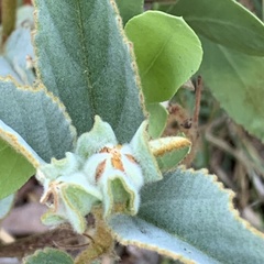 Melhania forbesii
