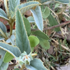 Melhania forbesii