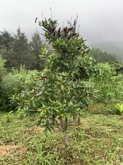 Quercus lancifolia
